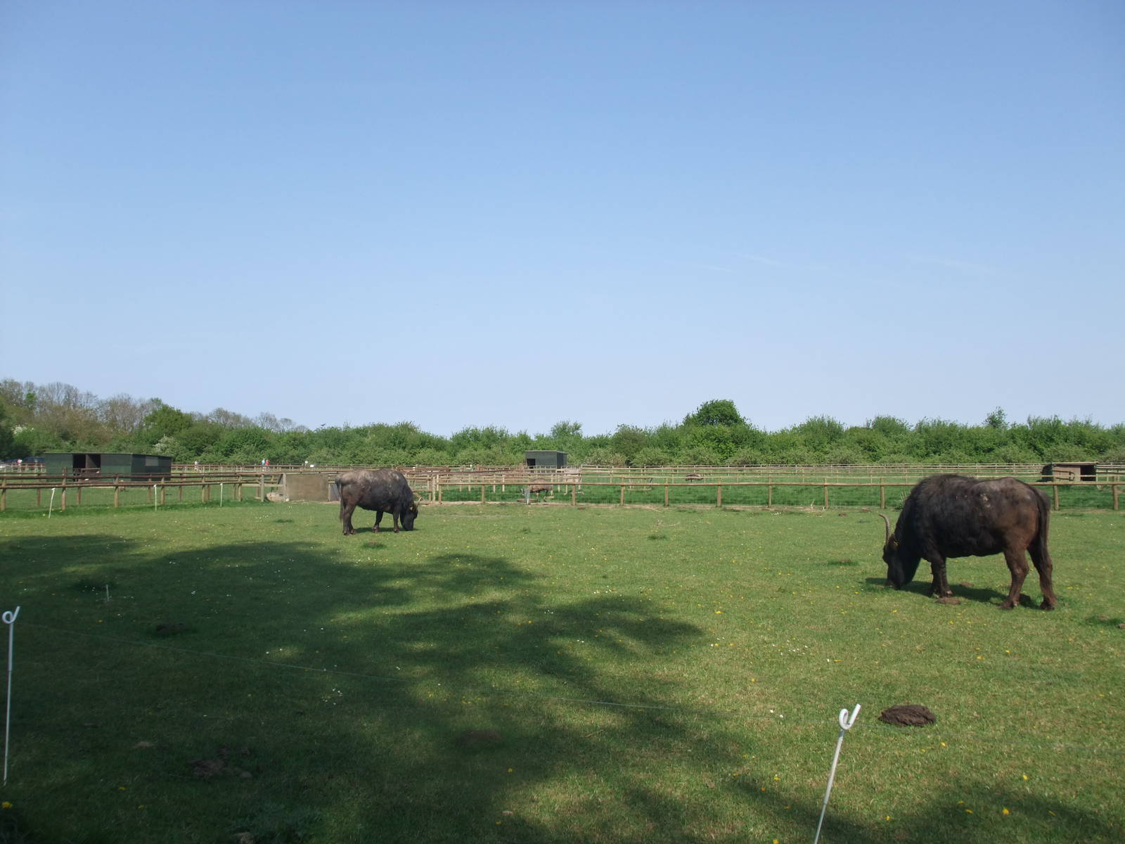 Water Buffalo Paddock at Long Sutton 25/04/11
