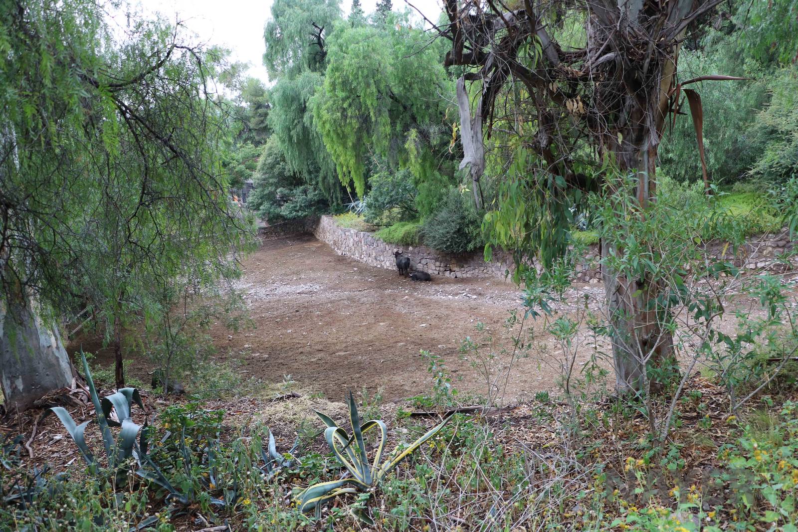 Water buffalo paddock - Mendoza Zoo, April 2016