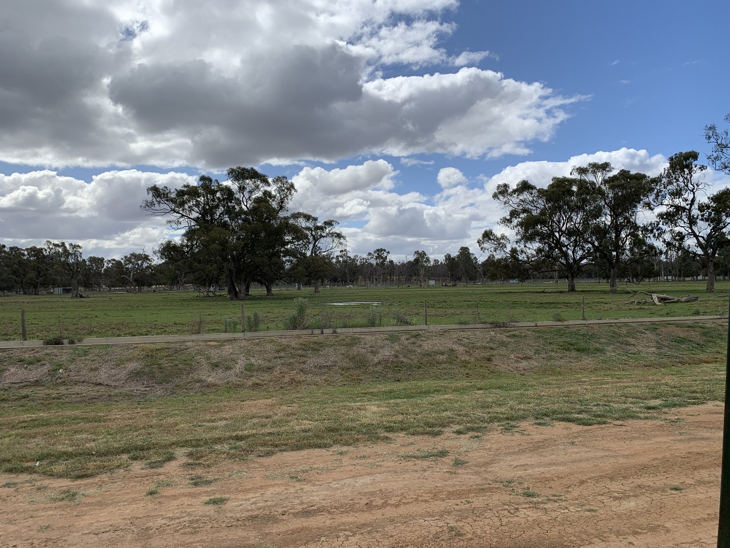 Water Buffalo Paddock