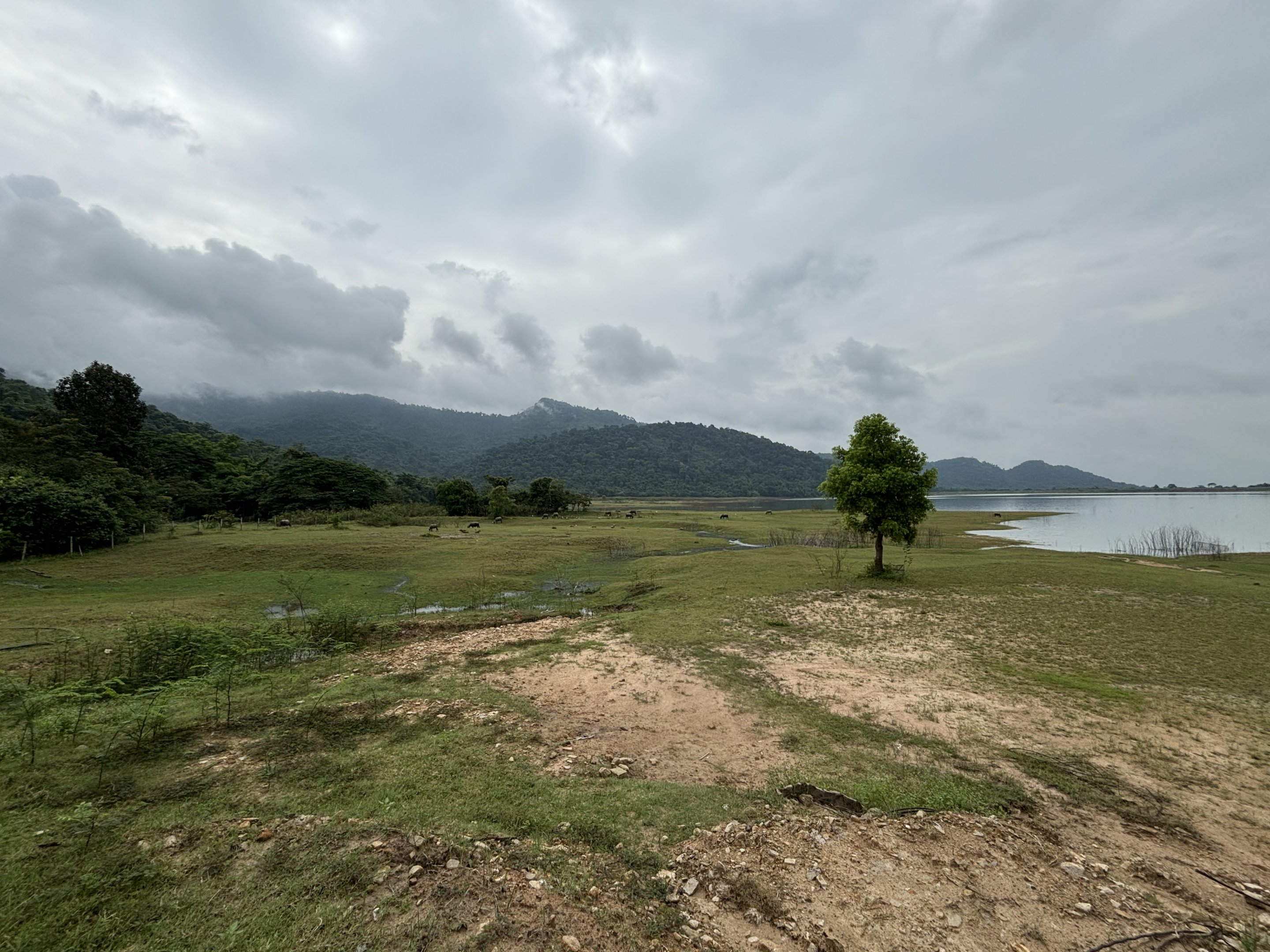 Water Buffalo Paddock