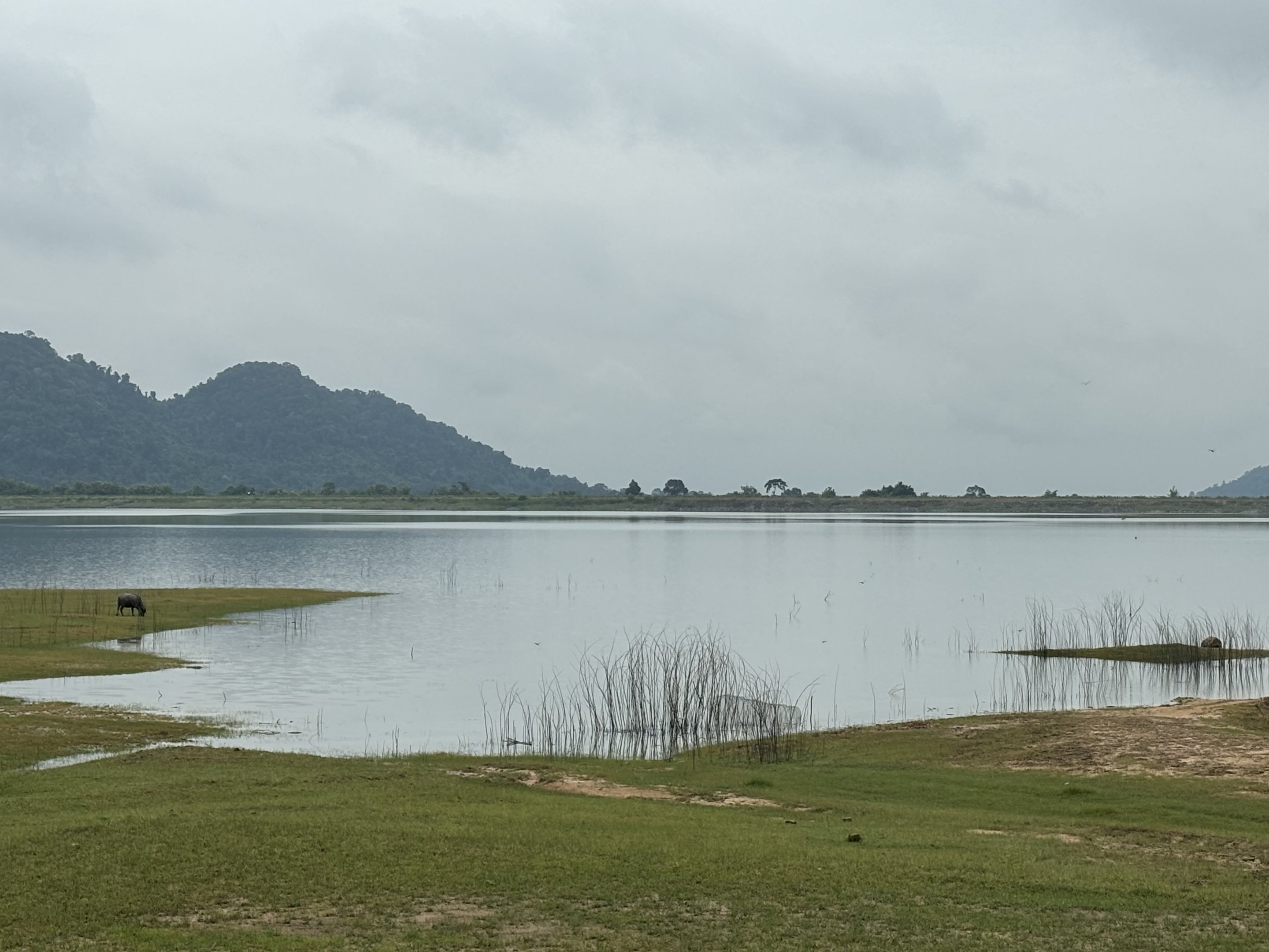 Water Buffalo Paddock