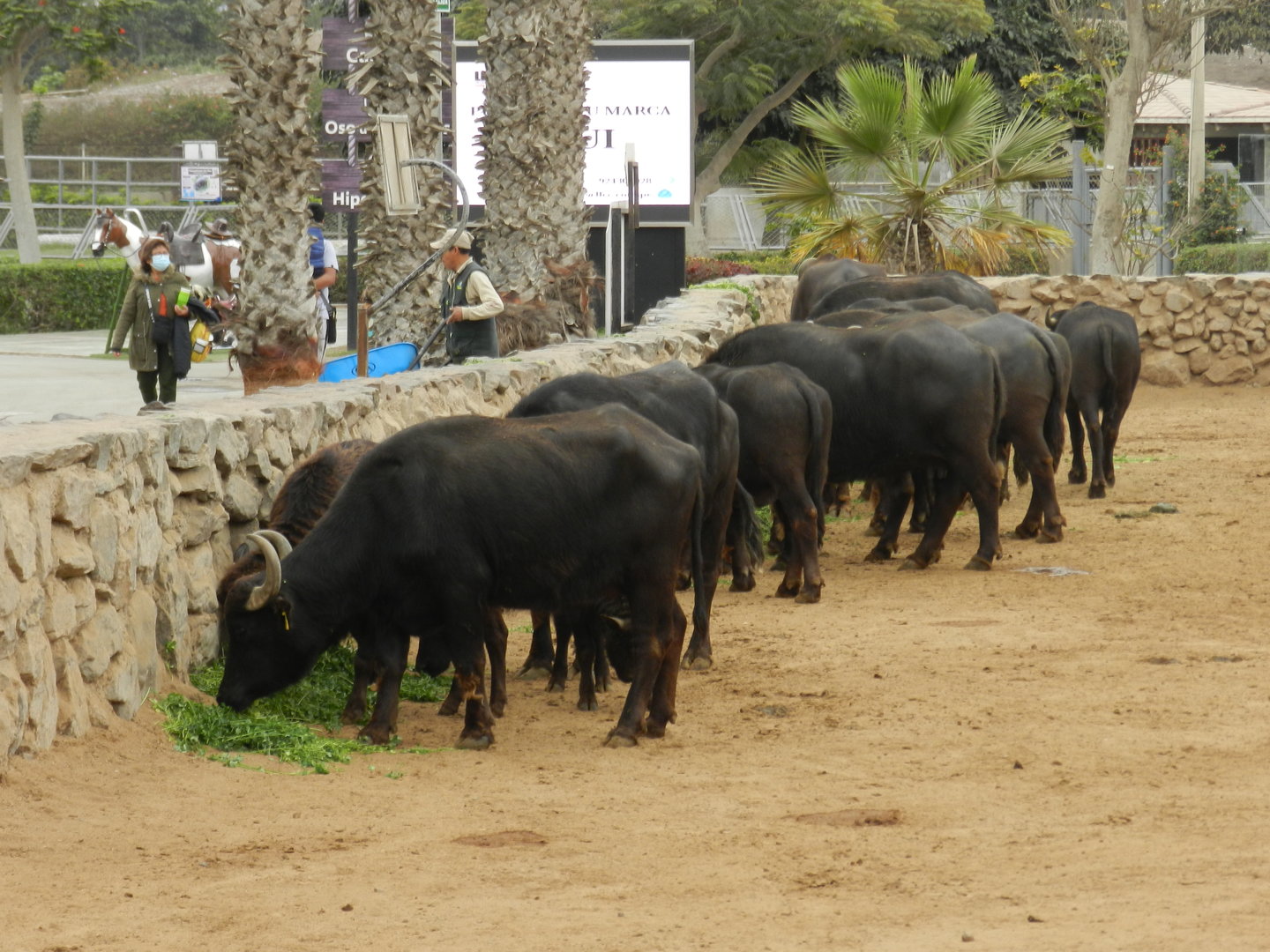 Water buffalo - Parque de Las Leyendas