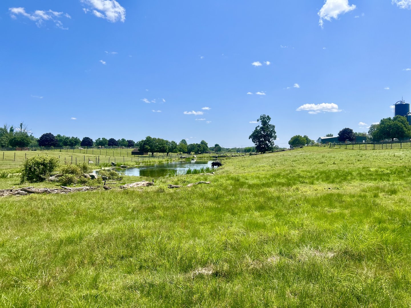 Water Buffalo Pasture
