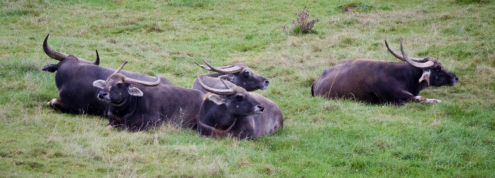 Water buffalo : Port Lympne : 15 Oct 2015