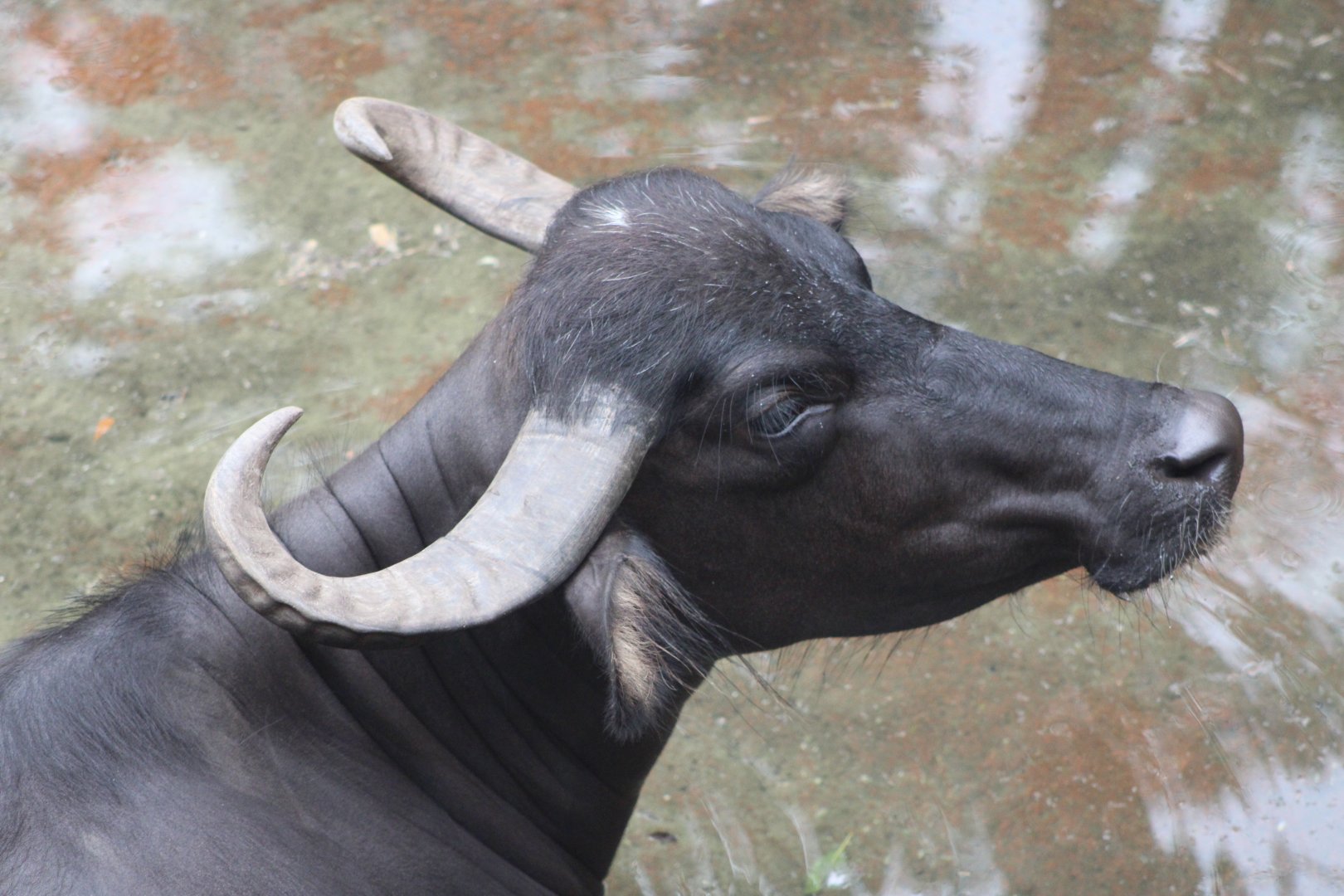 Water Buffalo Portrait (B. bubalis)