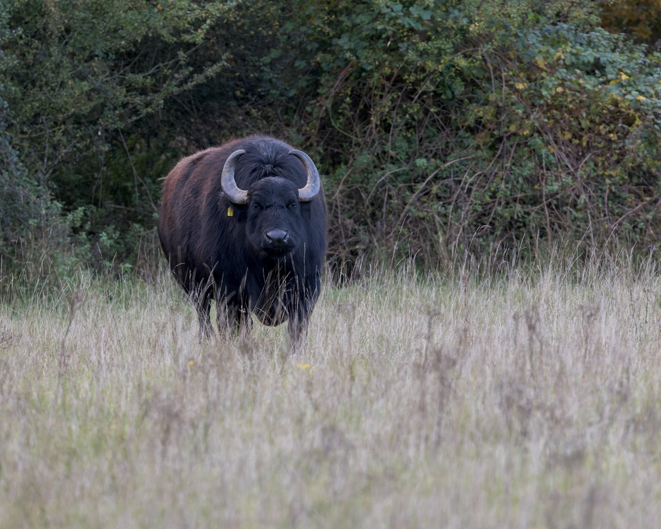 Water Buffalo (Rocket) / Watatunga 7-11-23