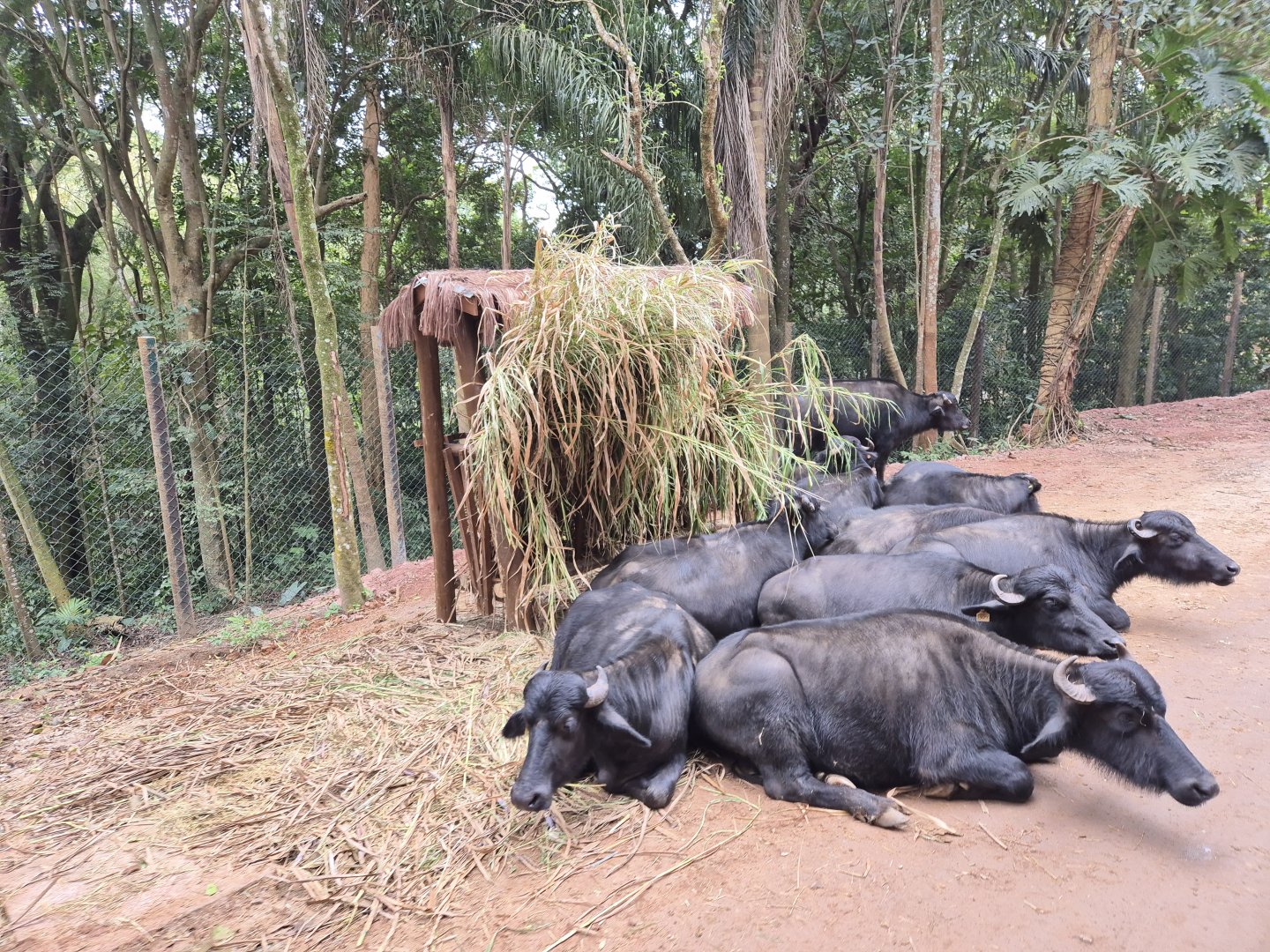 Water Buffalo,  Safari