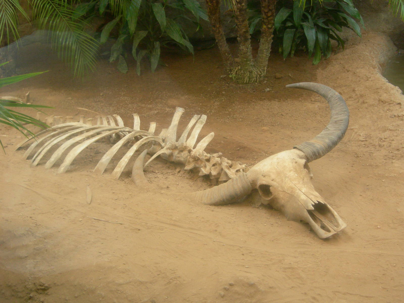 water buffalo skeleton feature in new Island Giant exhibit