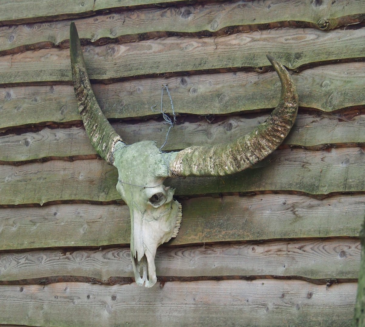 Water buffalo skull, 2023-10-04