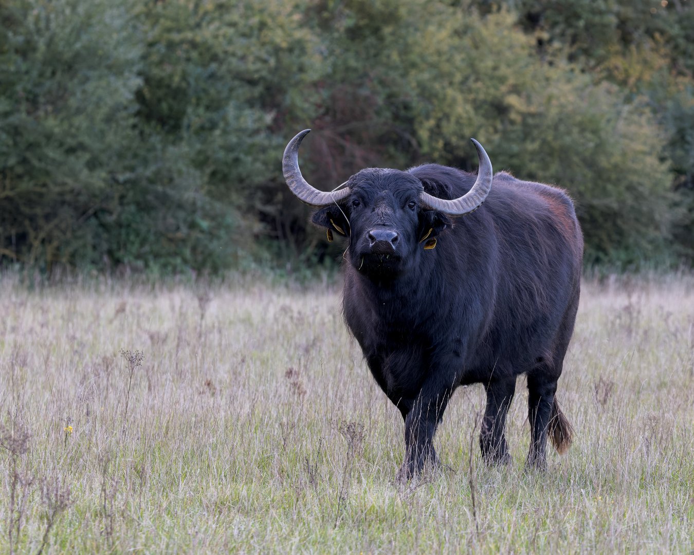 Water Buffalo (Slice) / Watatunga 7-11-23