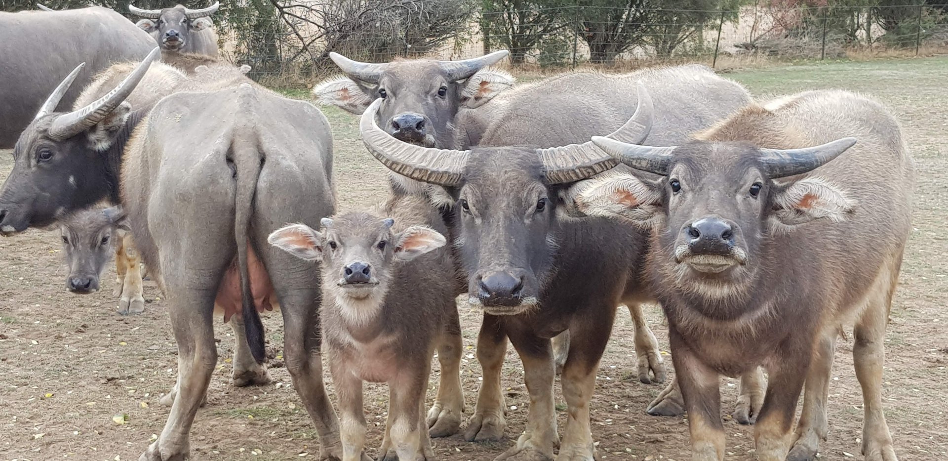 Water Buffalo - very adorable calf!
