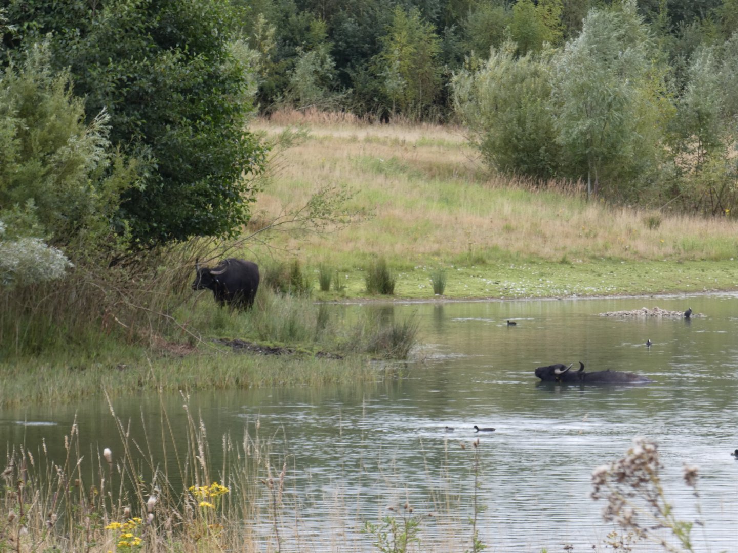 Water buffalo wallowing