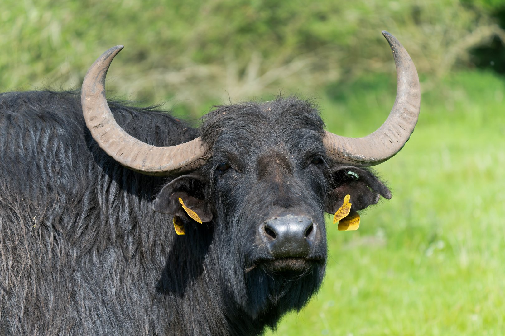 Water buffalo, Watatunga, UK