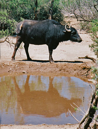water buffalo with reflection