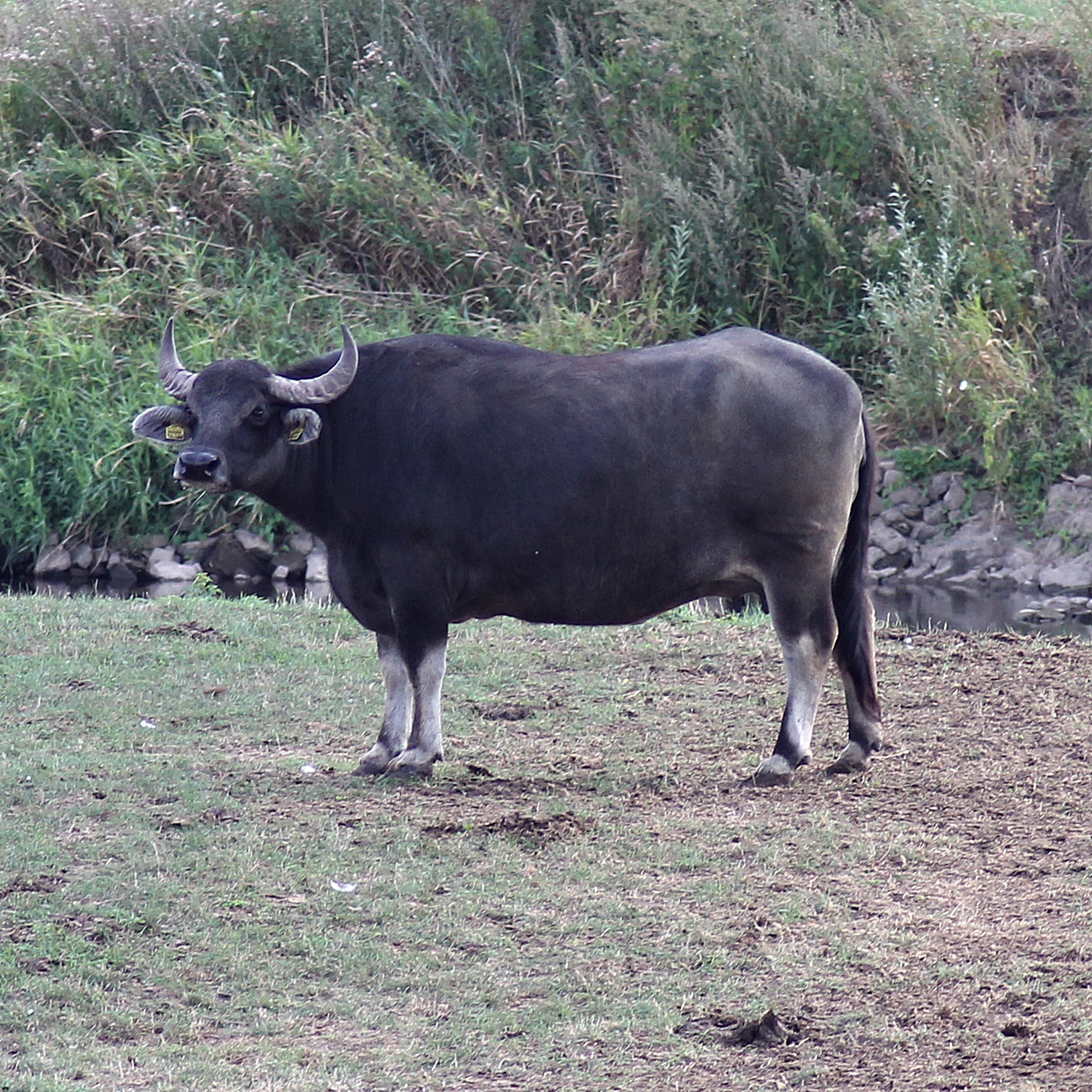 Water buffalo X Domestic cow hybrid??