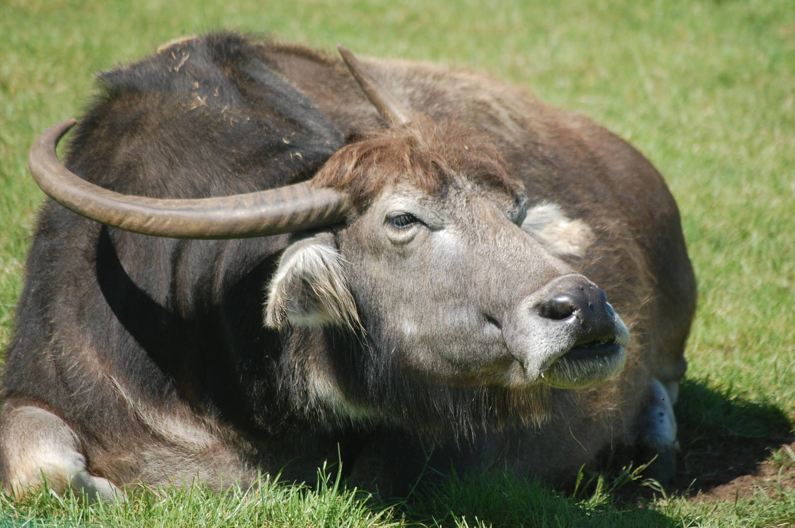 Water Buffalo