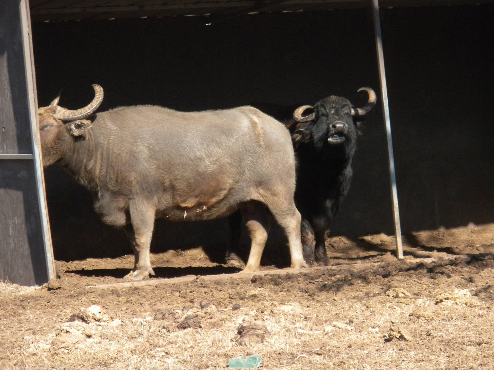 Water Buffalo