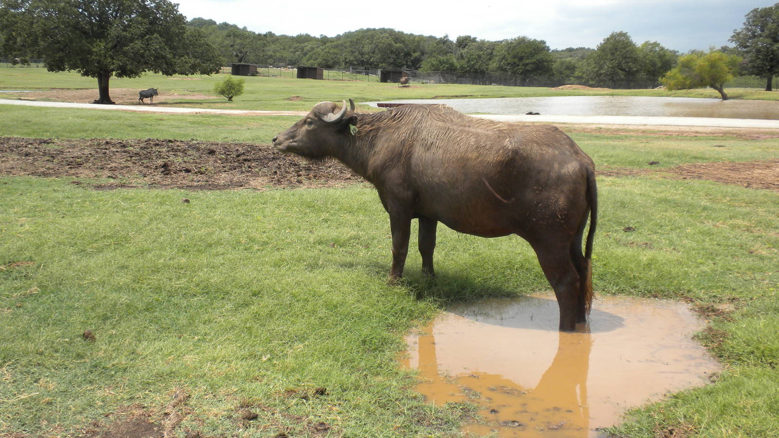 Water Buffalo