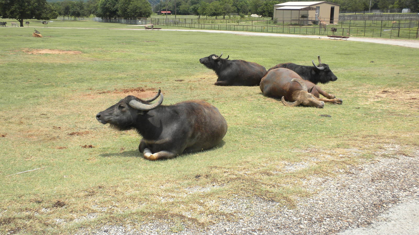 Water Buffalo
