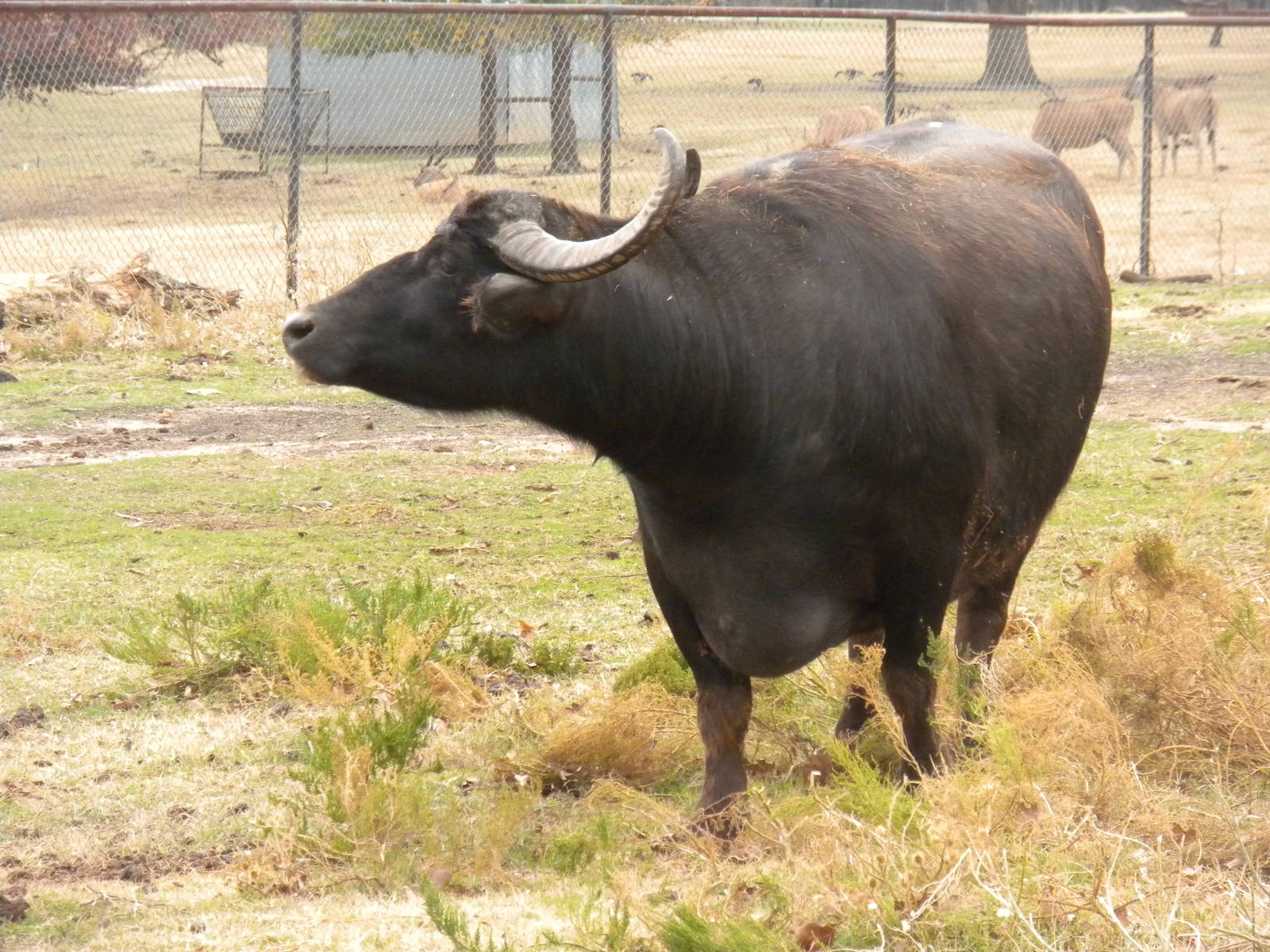Water Buffalo