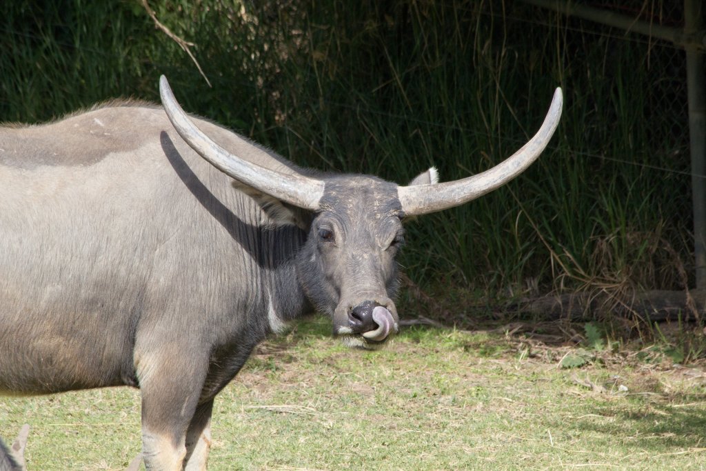 Water Buffalo