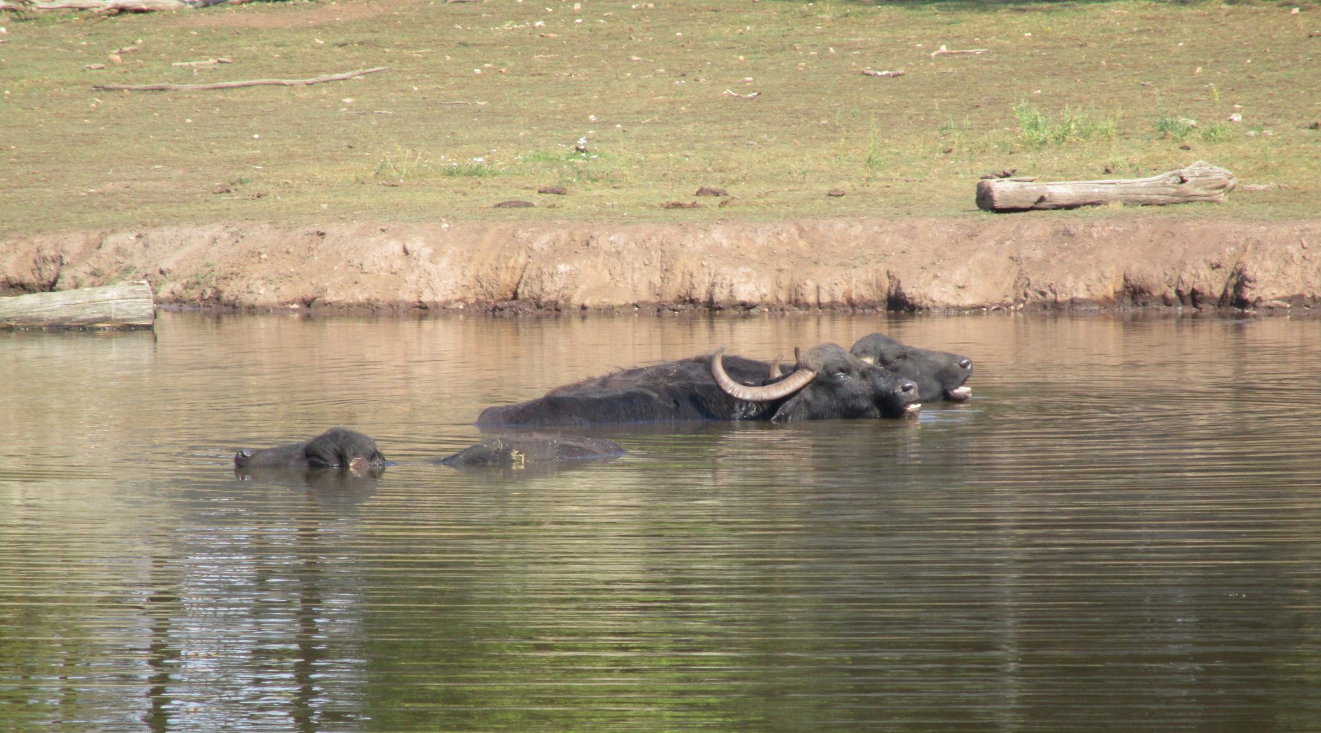 Water Buffalo