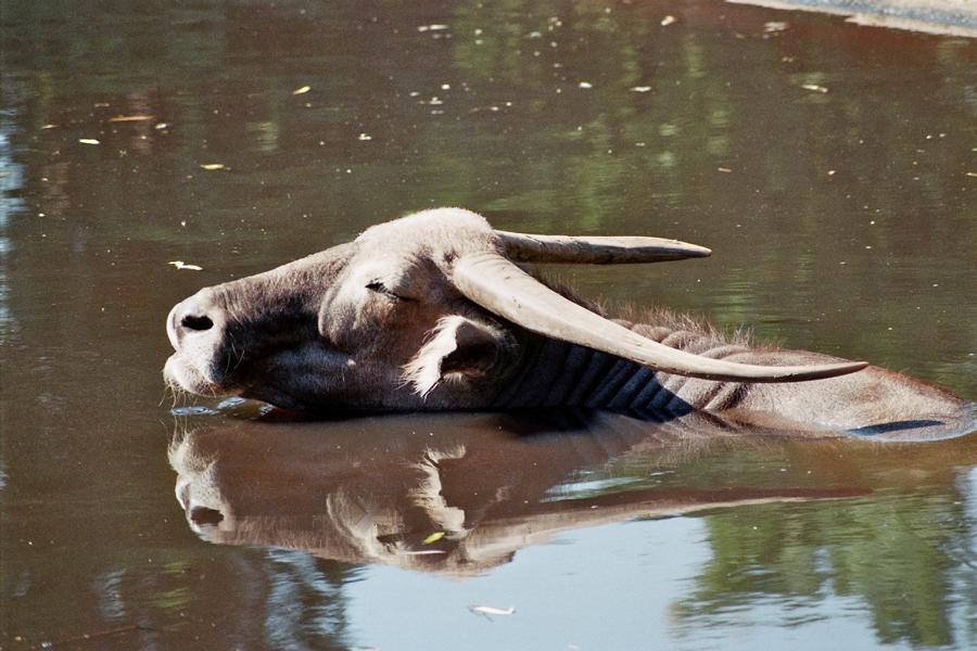 Water Buffalo