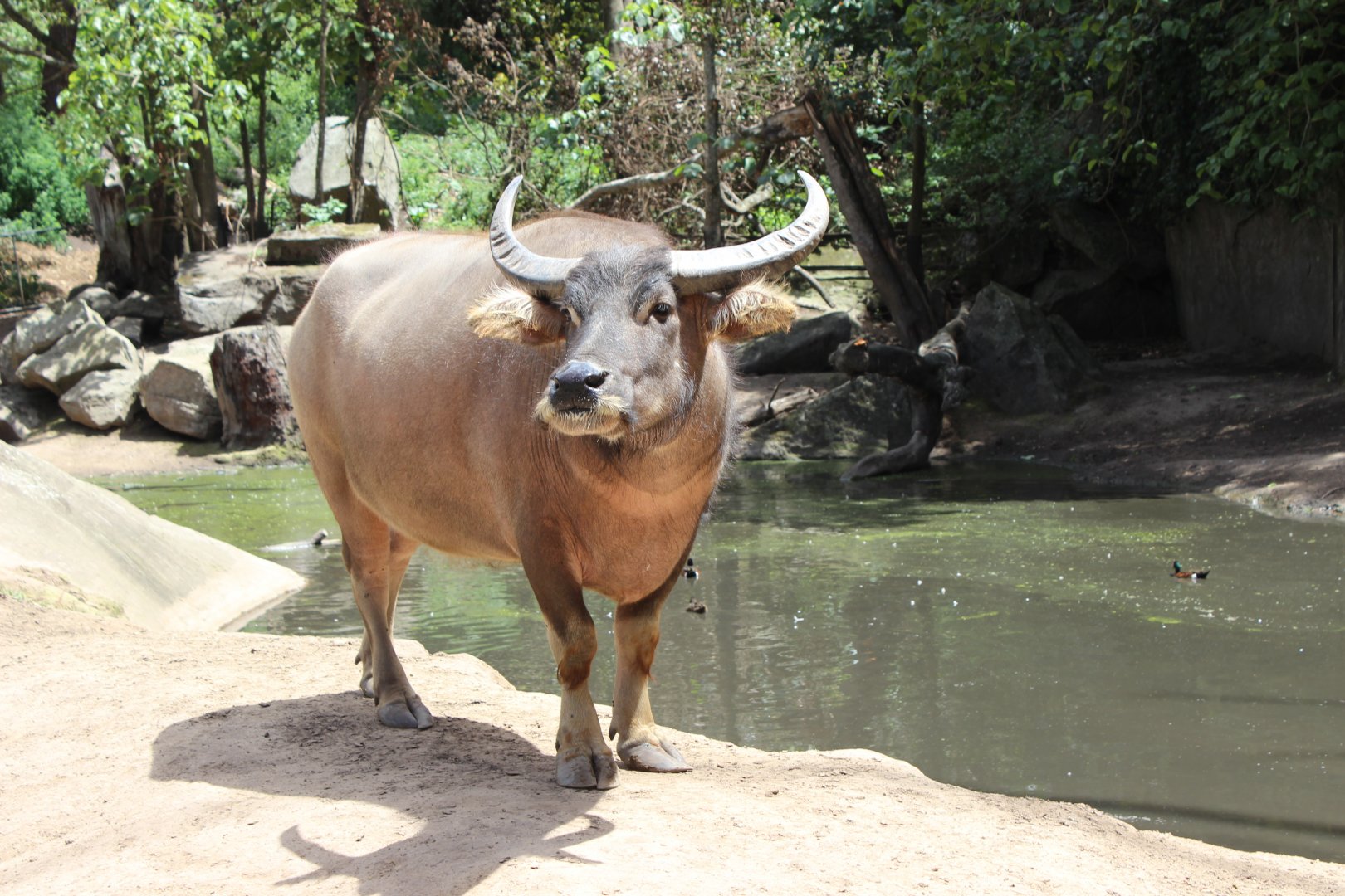 Water Buffalo