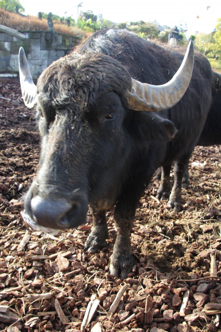 Water buffalo