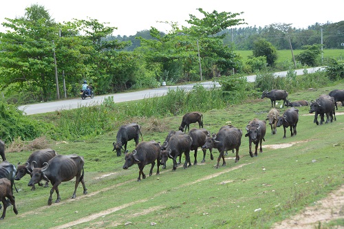 Water buffalo.