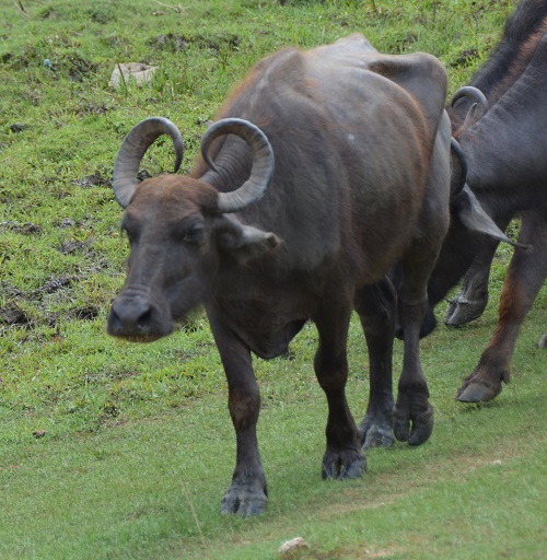 Water buffalo.