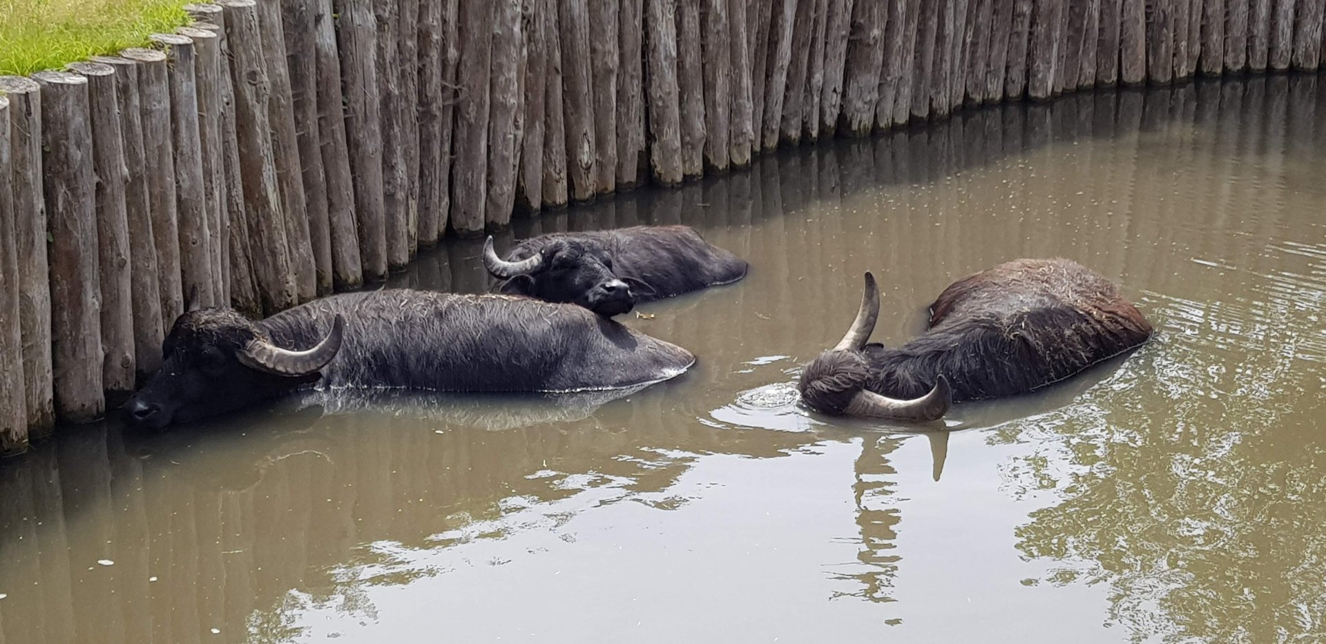 Water buffalo