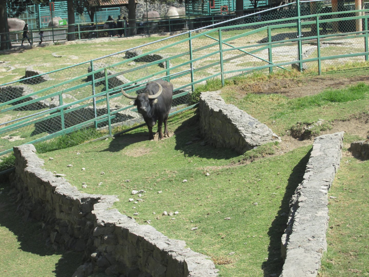 water buffalo