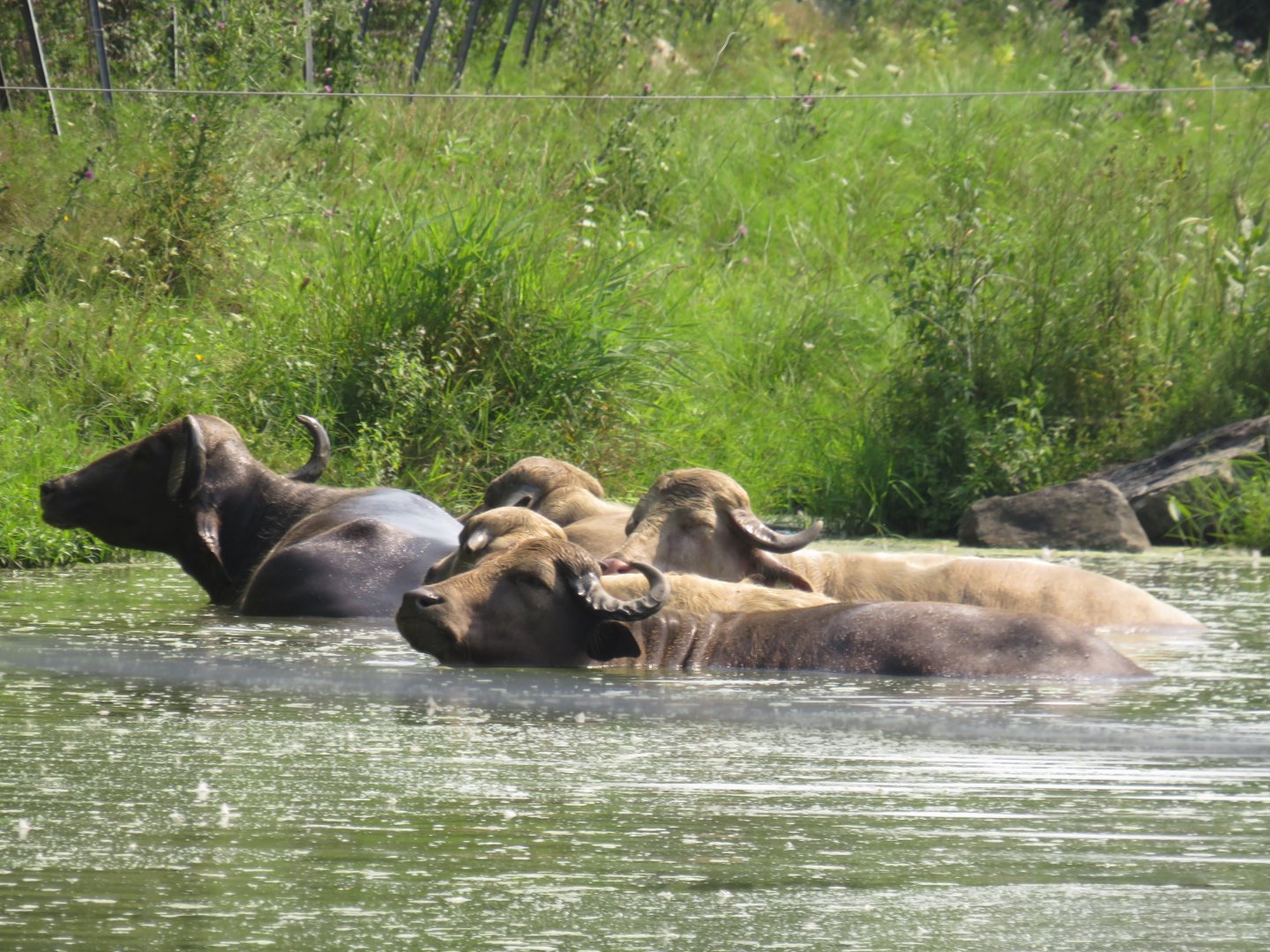 Water buffalo