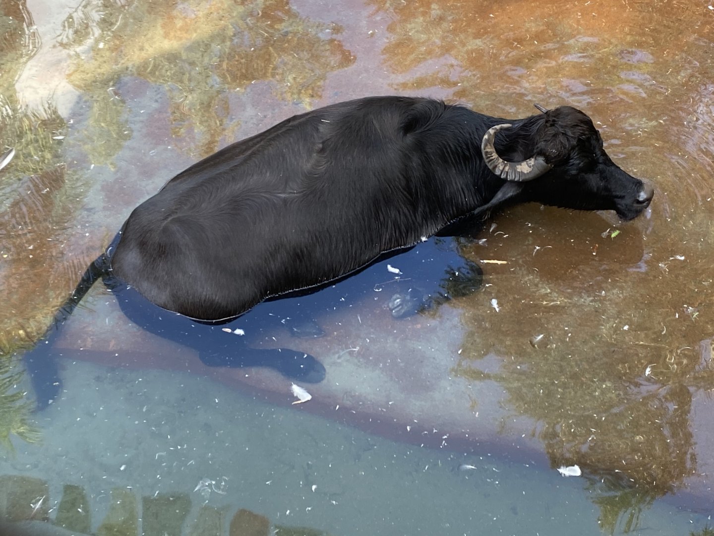 Water Buffalo