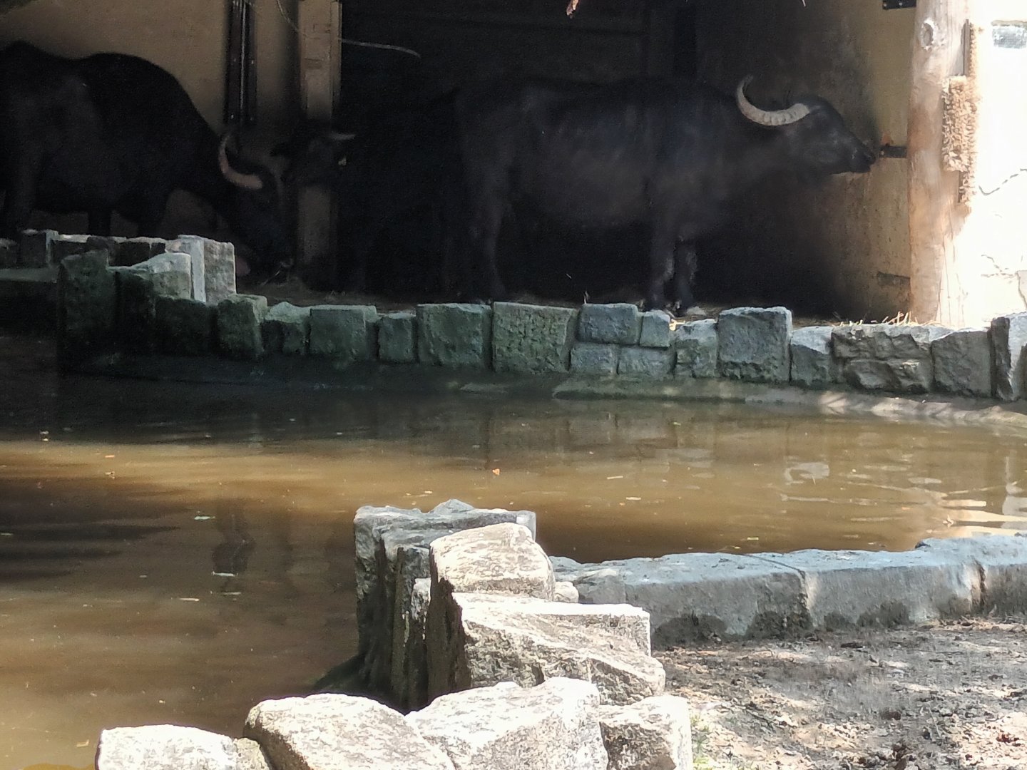 Water Buffalo