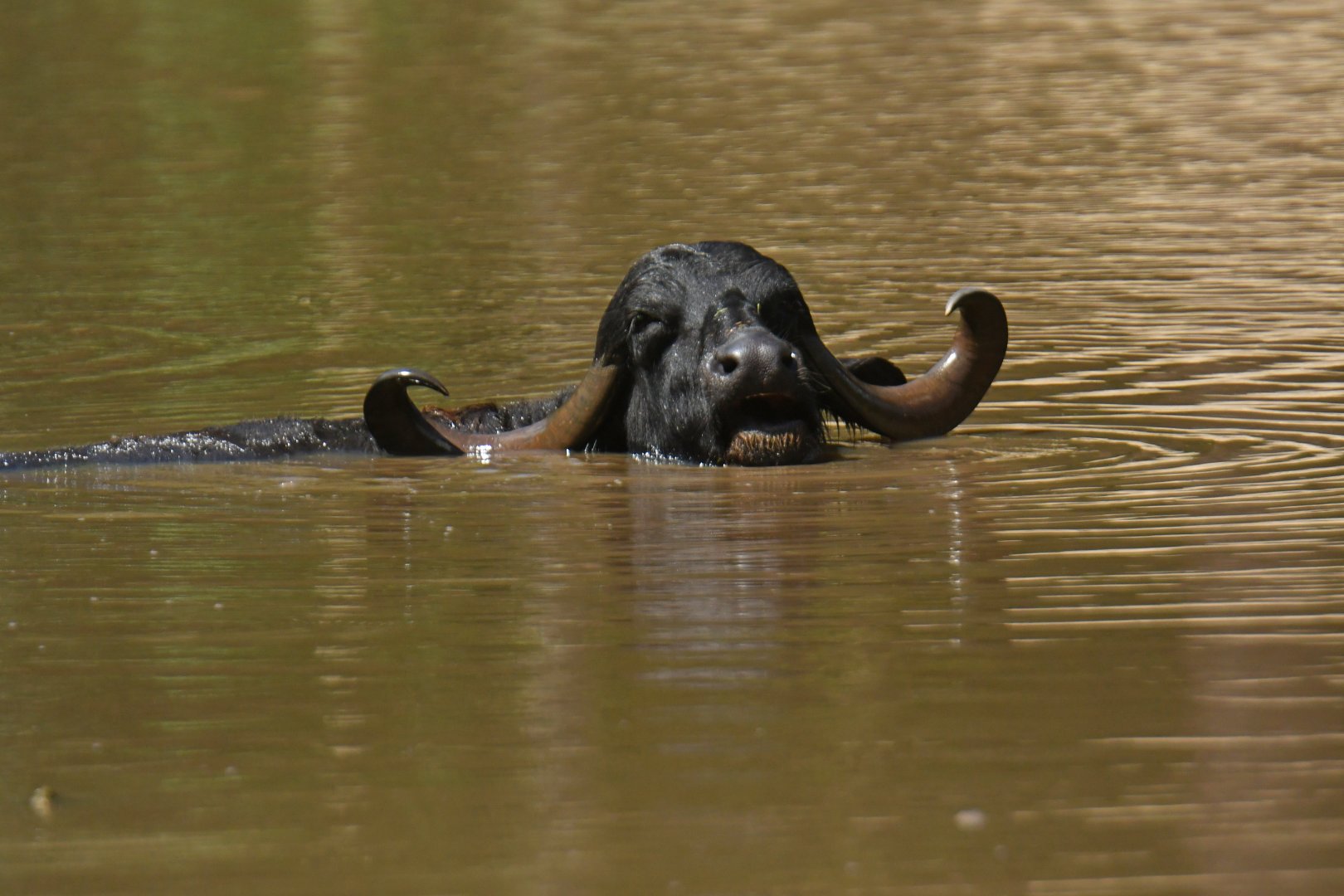 Water buffalo
