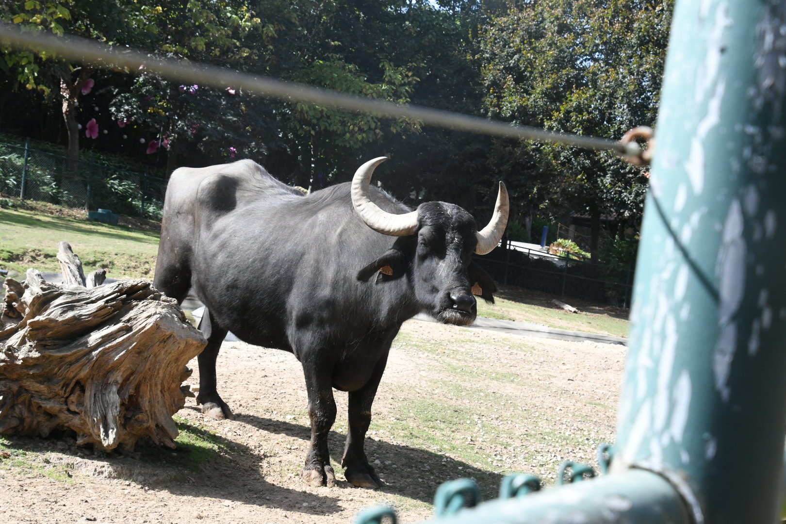 Water Buffalo