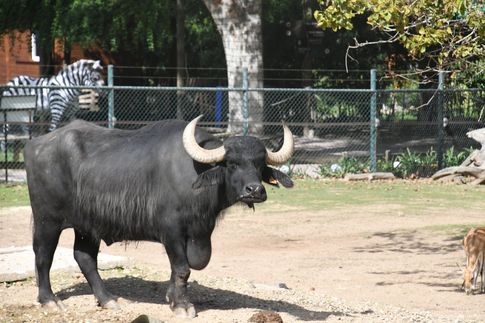 Water Buffalo