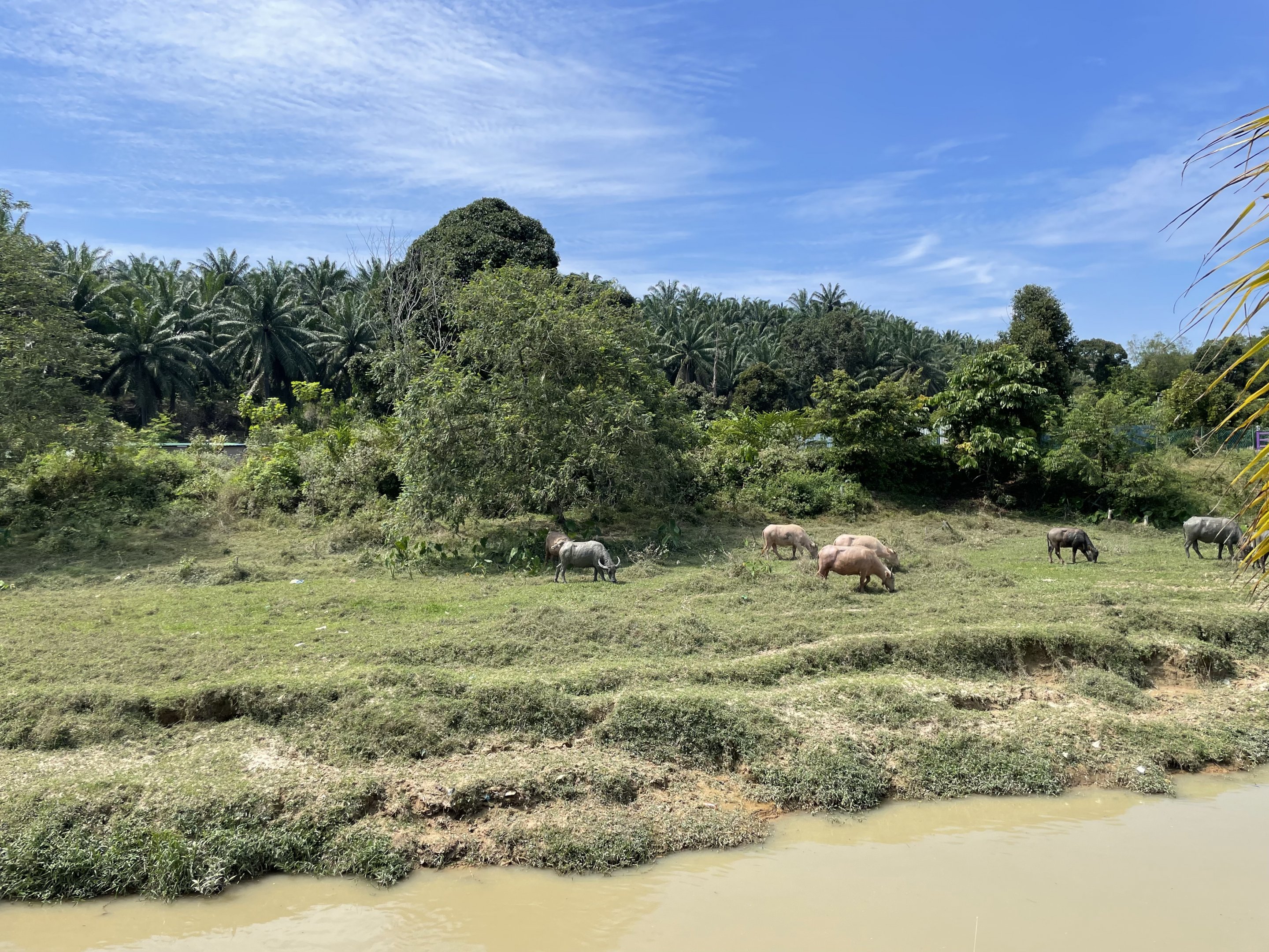 Water Buffalo