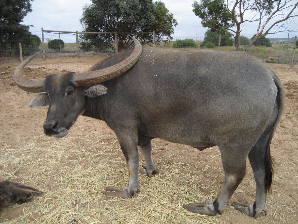 Water Buffalo