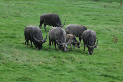 water buffaloes with calf