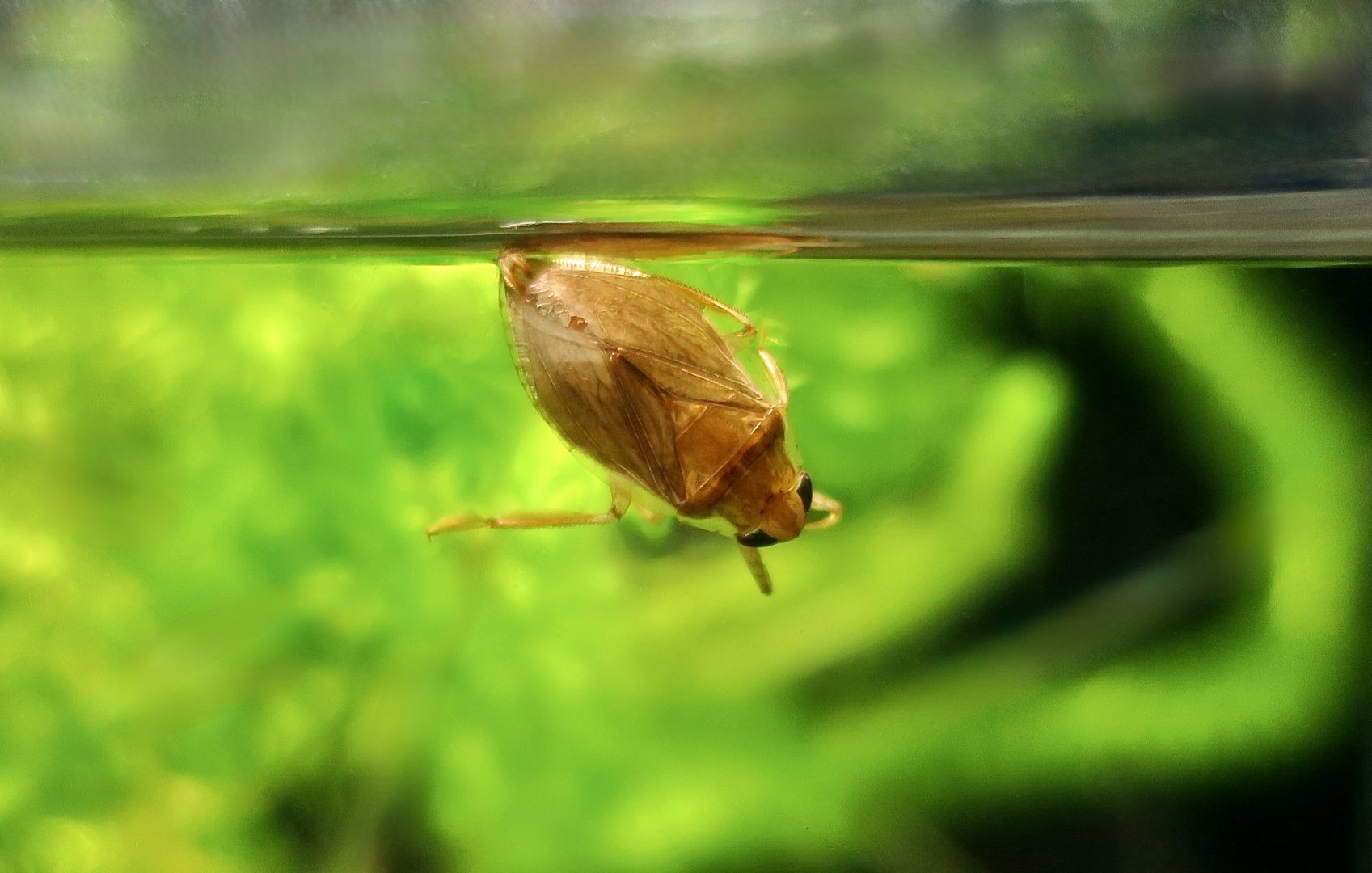 Water Bug (Diplonychus rusticus)