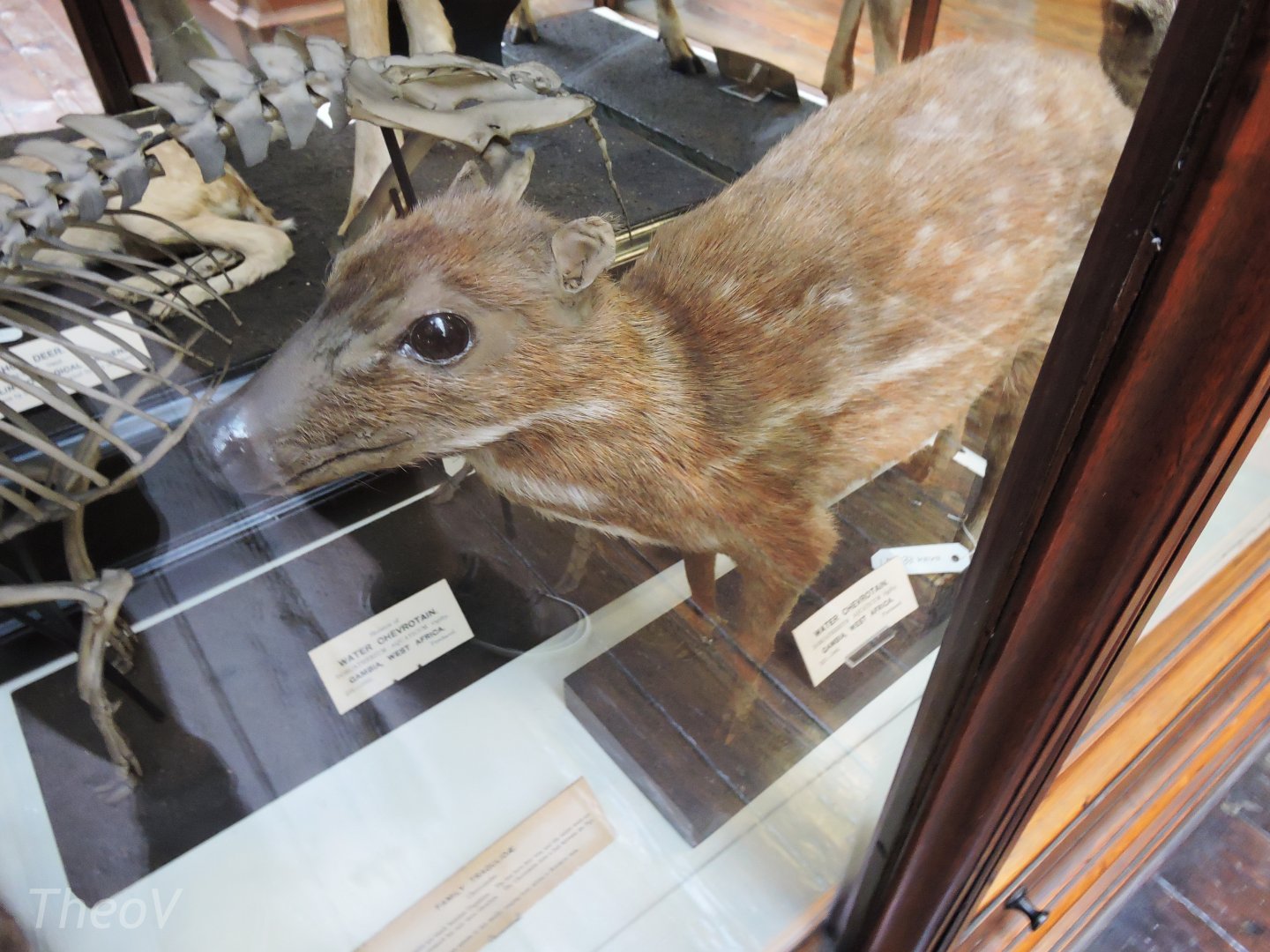 Water chevrotain [2016]