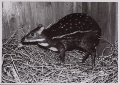 Water chevrotain