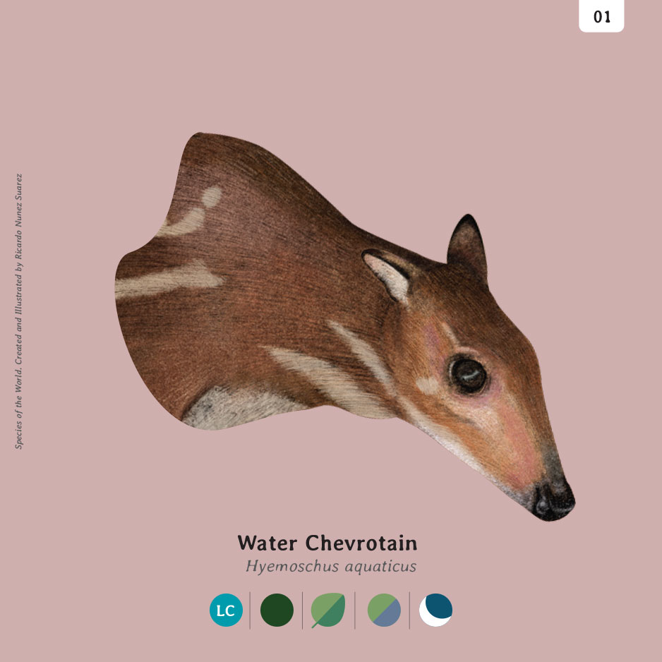 Water Chevrotain