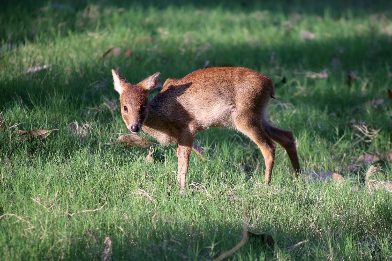 Water Deer Fawn