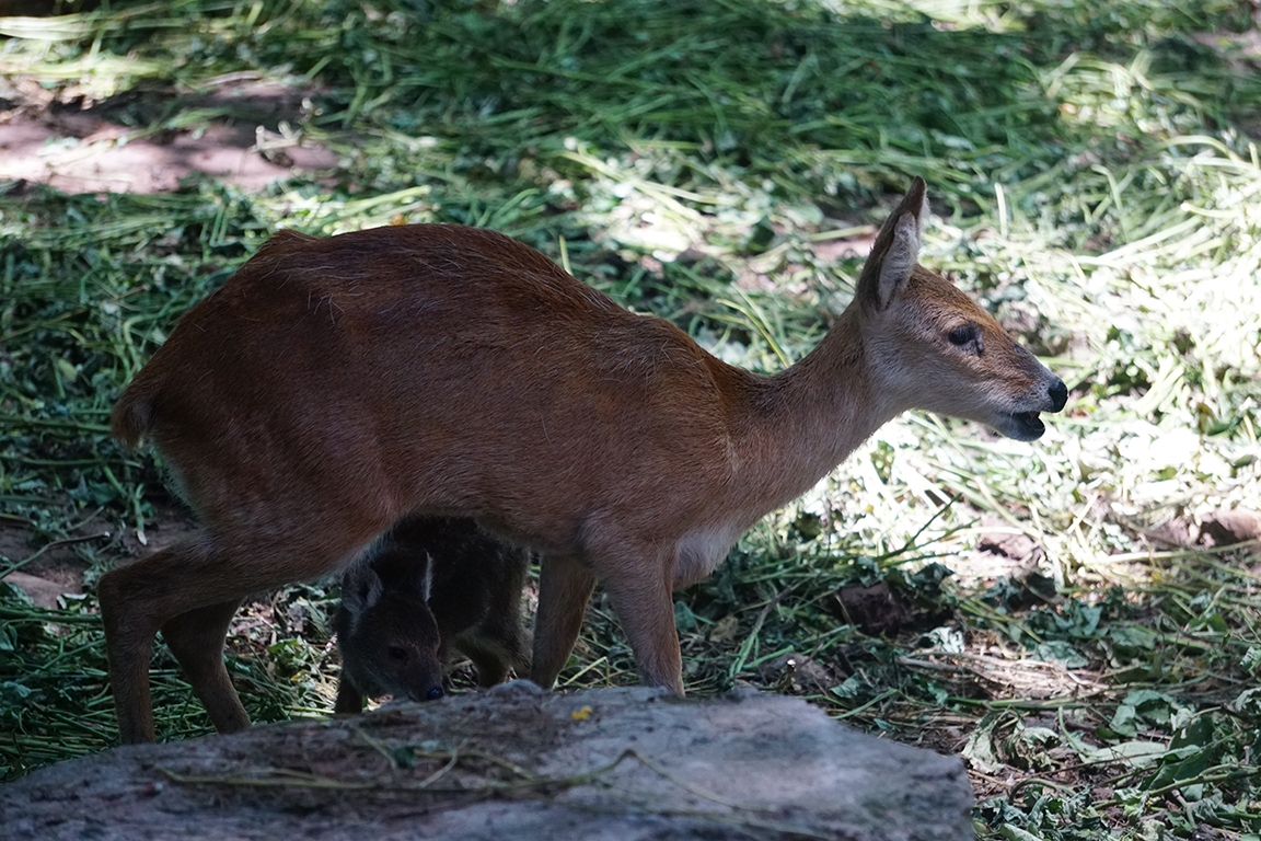 Water deer (Hydropotes inermis) with its baby