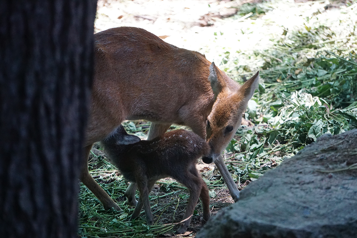 Water deer (Hydropotes inermis) with its baby