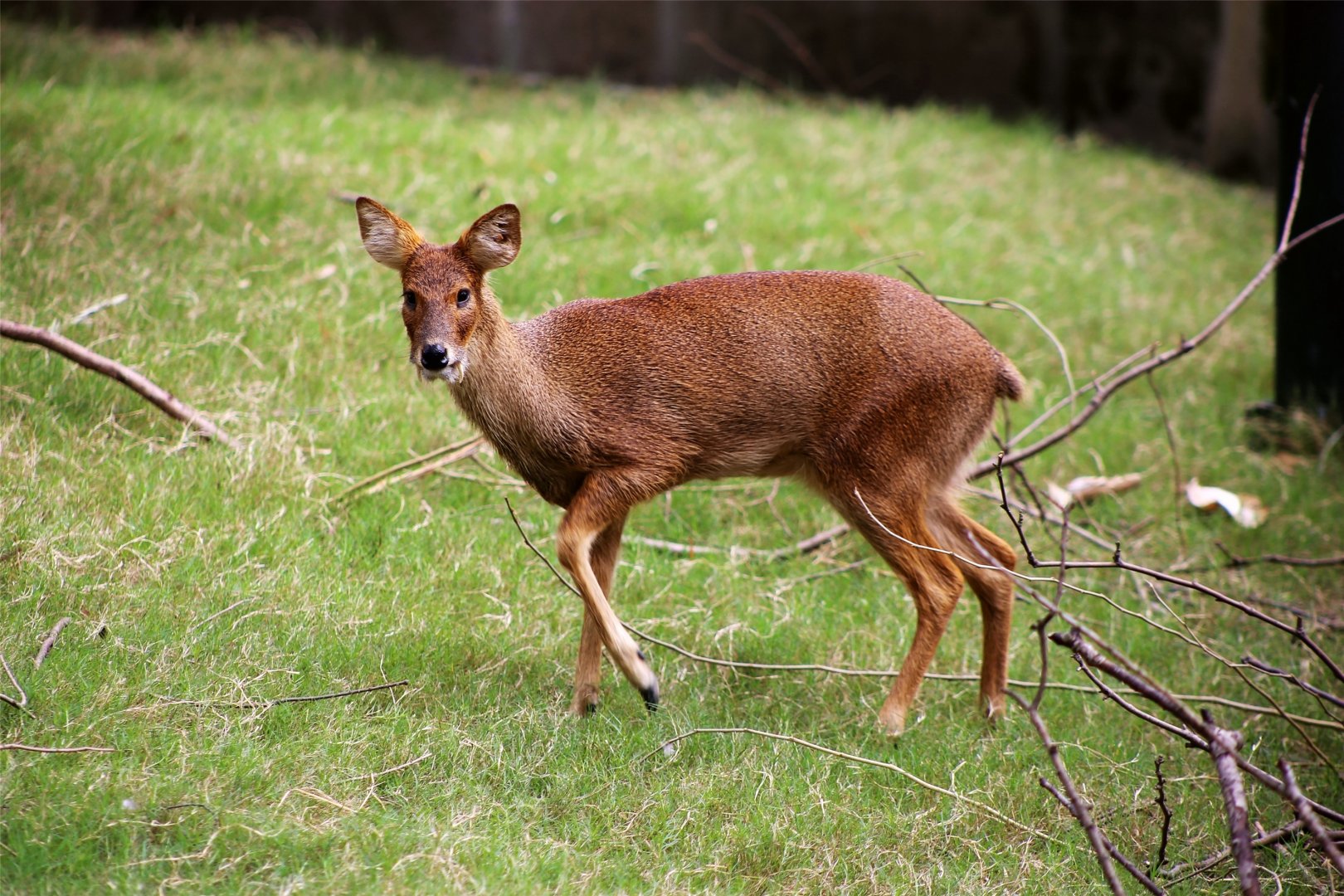 Water Deer (Hydropotes inermis)